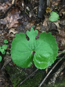 Photo By: Stephen M. Young. Photo taken: Saratoga County, NY on 6 June 2019